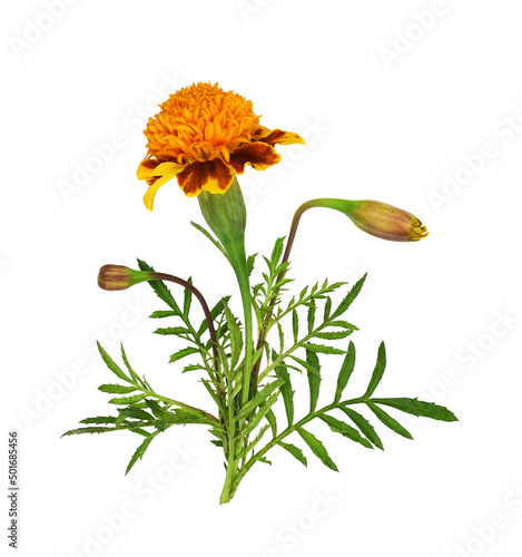 Wild marigold flowers, bud ...