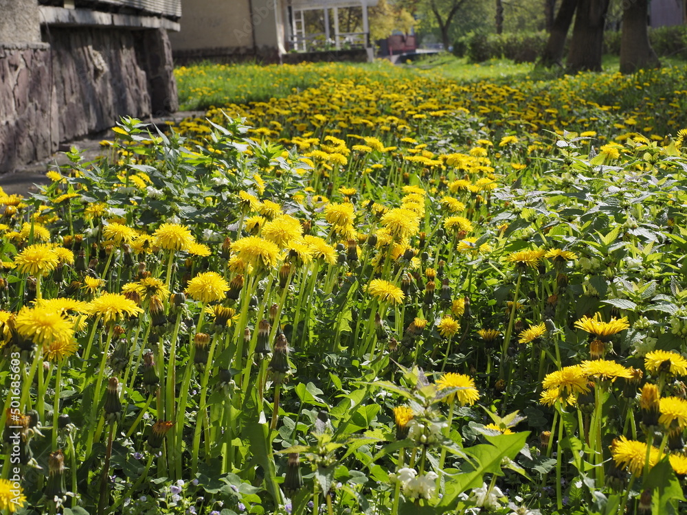Fototapeta premium field of daffodils