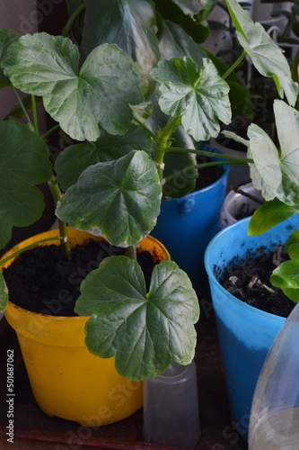 Hill life with flowers on the window 