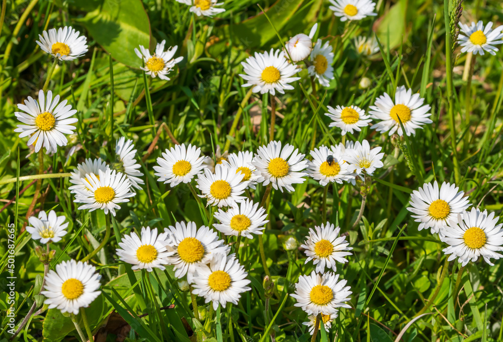 Fototapeta premium Blühende Gänseblümchen im Sonnenschein