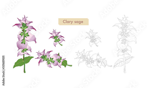 クラリセージ・クラリセージの線画・クラリセージのイラスト素材・精油＆アロマ