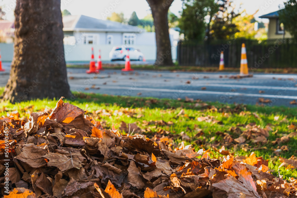 Obraz premium autumn leaves in the park