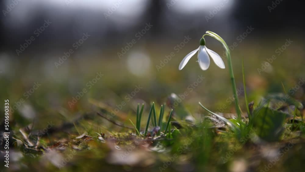 4k video Snowdrops with green grass in sunny day signs of spring 4k video Snowdrops with green grass in sunny day signs of spring