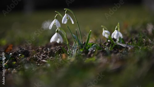 4k video Snowdrops with green grass in sunny day signs of spring photo
