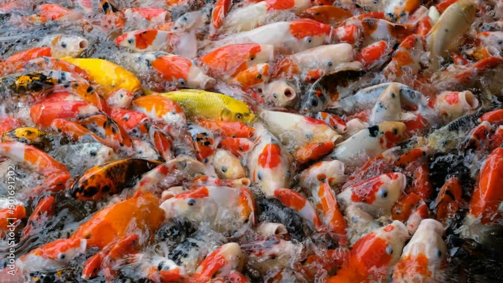 carp fish pond background, colorful background, Fancy carp
carp fish pond background, colorful background, Fancy carp