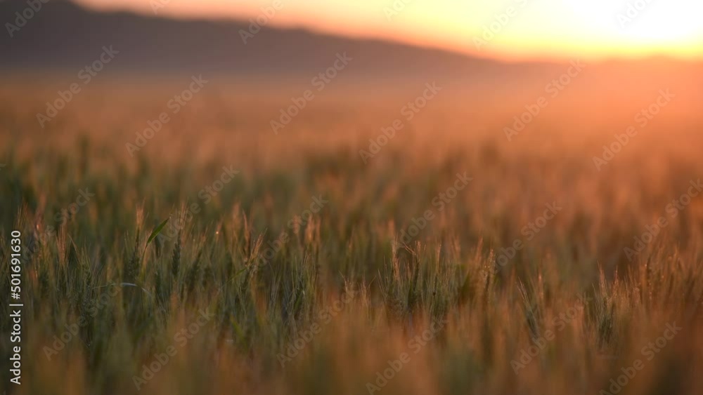 4k video Amazing summer sunrise over a field of wheat grain with warm colours - close up landscape view - agriculture theme 4k video Amazing summer sunrise over a field of wheat grain with warm colours - close up landscape view - agriculture theme
