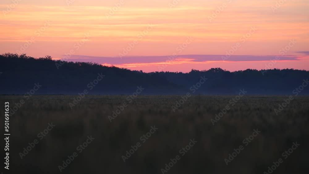 Aerial view 4k video of an amazing summer sunrise over a field of wheat grain with warm colours - close up landscape view - agriculture theme Aerial view 4k video of an amazing summer sunrise over a field of wheat grain with warm colours - close up landscape view - agriculture theme