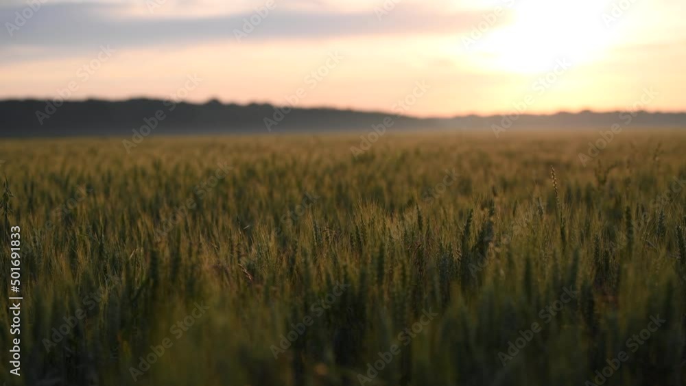 4k video Amazing summer sunrise over a field of wheat grain with warm colours - close up landscape view - agriculture theme 4k video Amazing summer sunrise over a field of wheat grain with warm colours - close up landscape view - agriculture theme