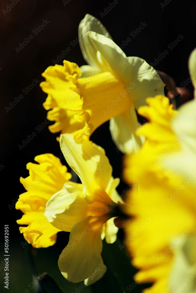 yellow daffodils in spring yellow daffodils in spring