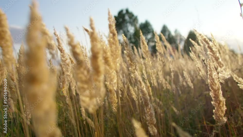 Spikelets fluttering in the field under gusts of wind at sunset. Spikelets fluttering in the field under gusts of wind at sunset.