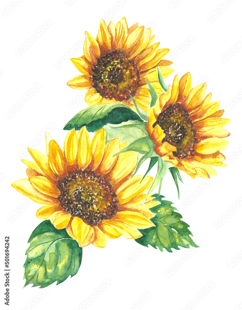 Fototapeta premium Illustration in watercolor of a sunflowers