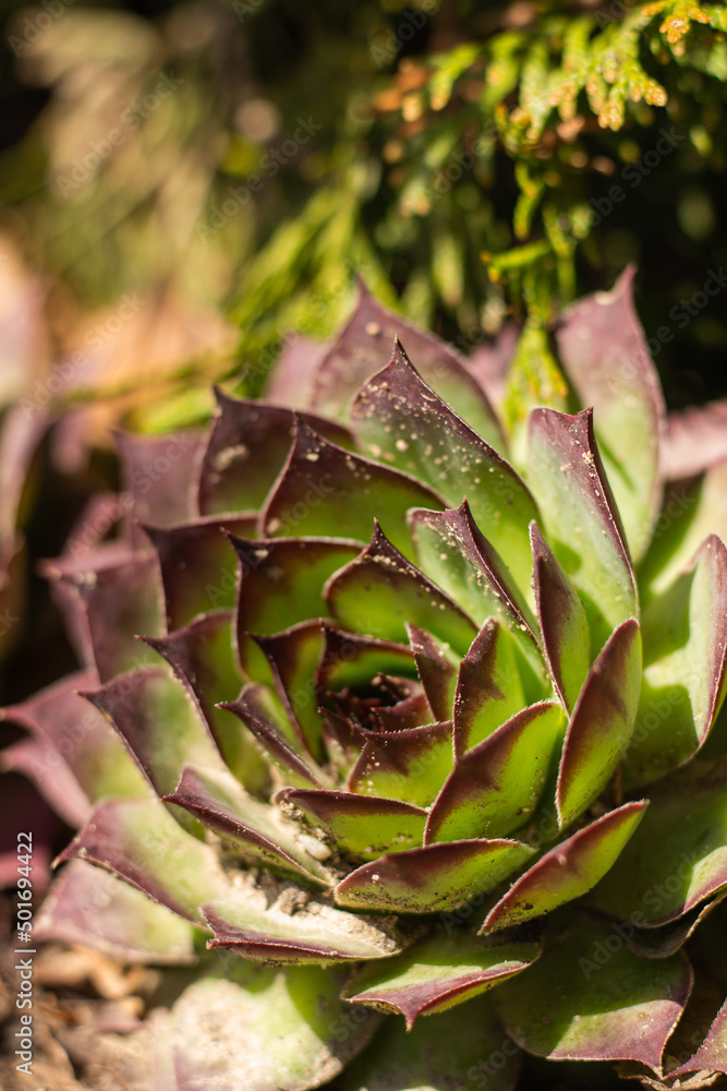 macro echeveria in the garden macro echeveria in the garden