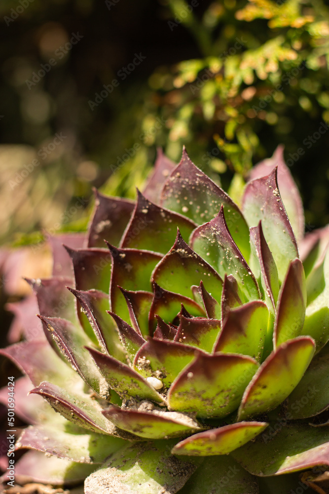 macro echeveria in the garden macro echeveria in the garden