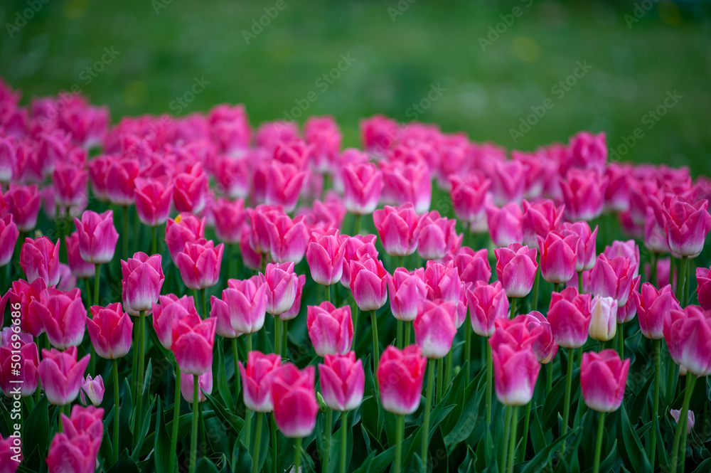 Close-up Of Pink Tulips Blooming Outdoors Close-up Of Pink Tulips Blooming Outdoors