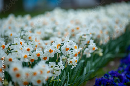 Narcisse à bouquet