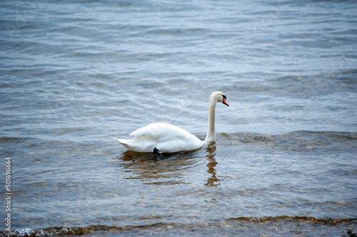 schwimmender Schwan
