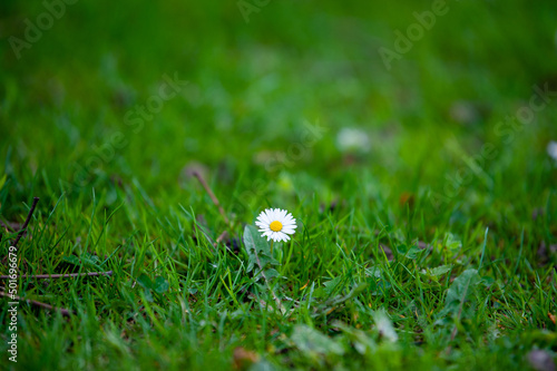 white flower on green grass