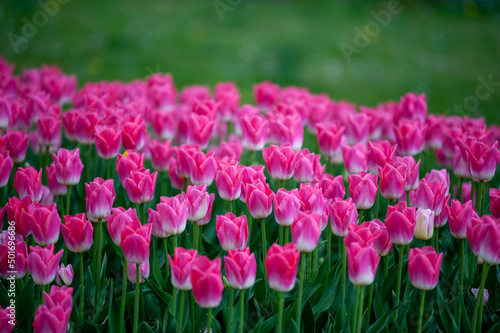 Close-up Of Pink Tulips Blooming Outdoors