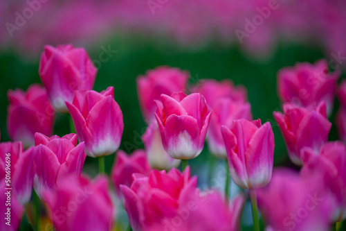 Close-up Of Pink Tulips Blooming Outdoors