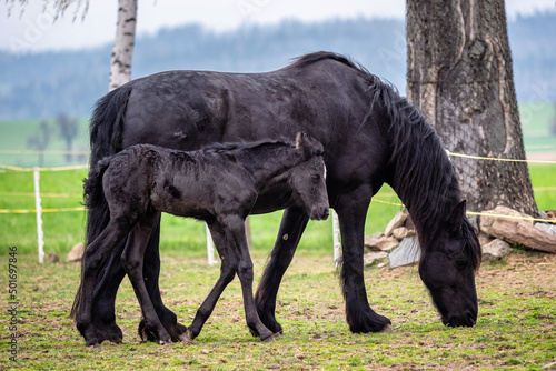 Black mare and foal in the pasture. © Lubos Chlubny
