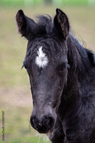 Portrait of a black foal. Head of a black horse with a white spo