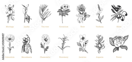 Officinalis plant sketches in vector, drawn set.