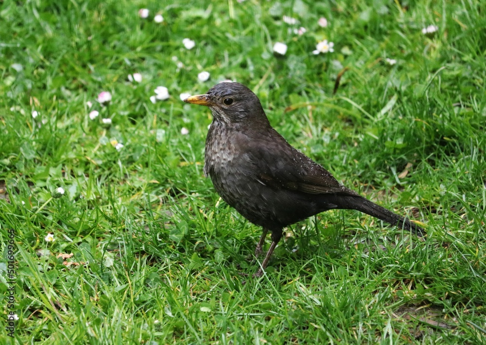 Fototapeta premium blackbird on the grass