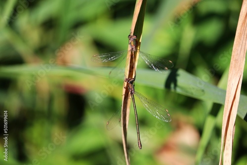 dragonfly on the grass