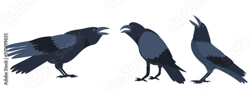 crows flat design, isolated on white background, vector