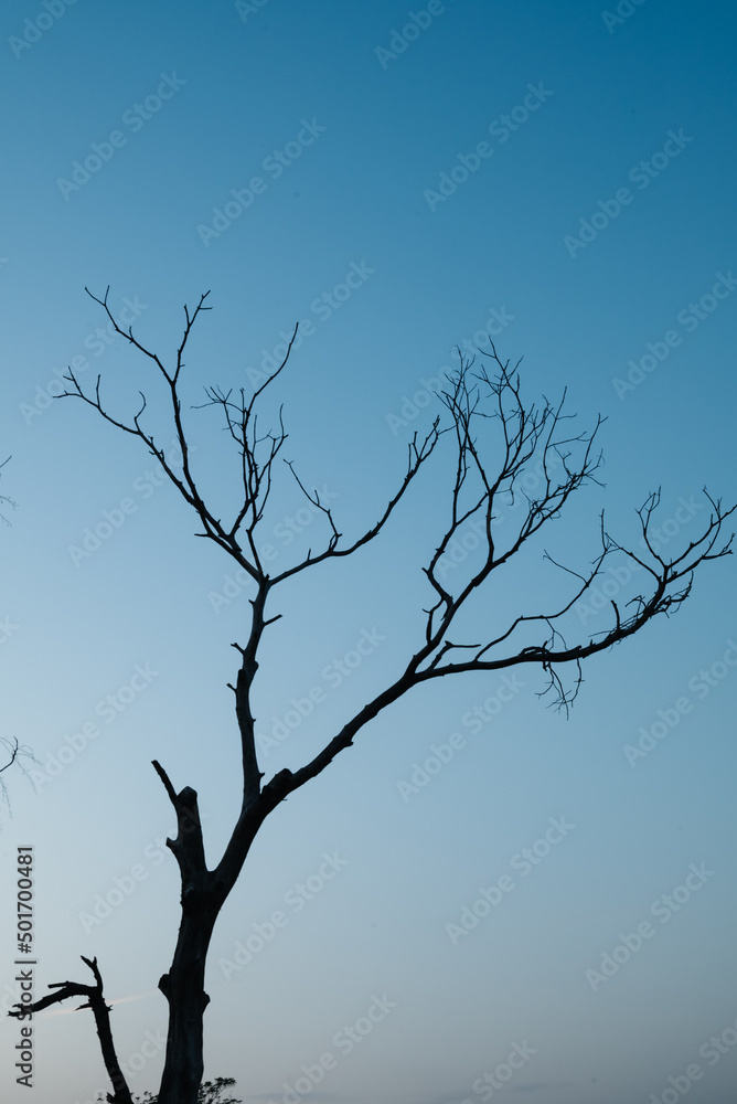 Tree on sky at sunset with sun. Tree on sky at sunset with sun.