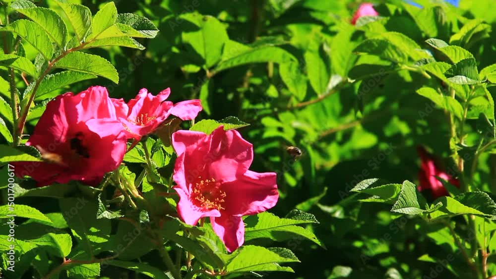 Bush with healthy pink flowers and bee gathering polen. Bush with healthy pink flowers and bee gathering polen.