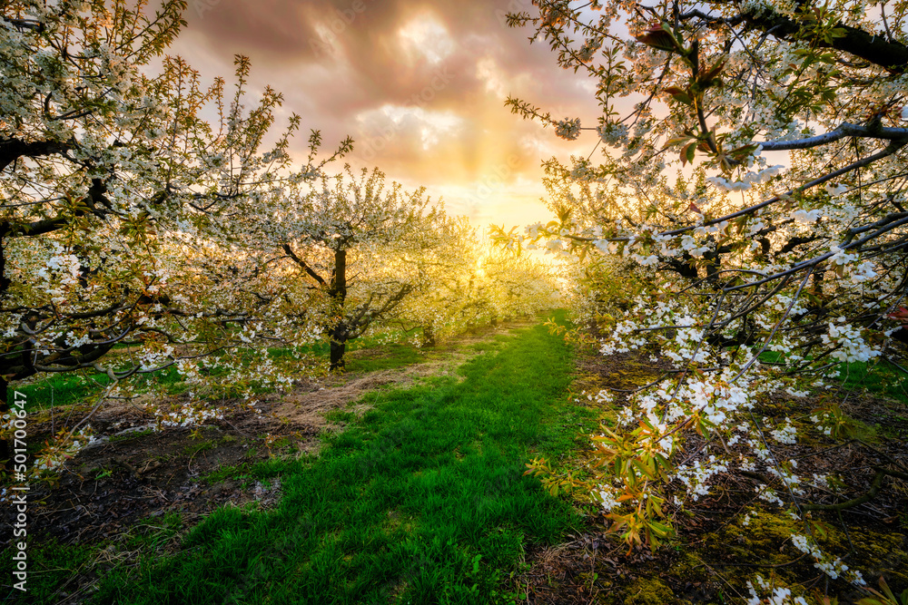 Beautiful spring sunset in cherry trees orchard