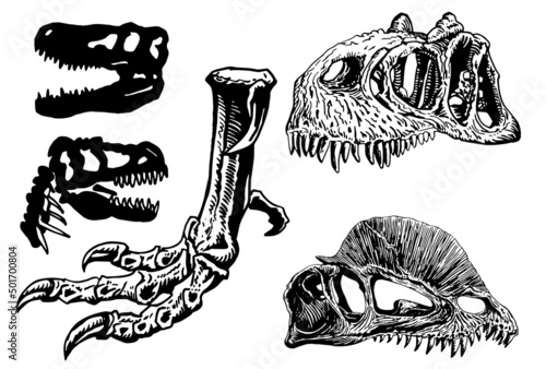 Graphical set of skulls of raptor and dilophosaurus isolated on white background,vector element,fossils