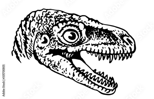 Graphical portrait of raptor isolated on white, vector dinosaur of jurassic period, illustration for educational books,printing and design