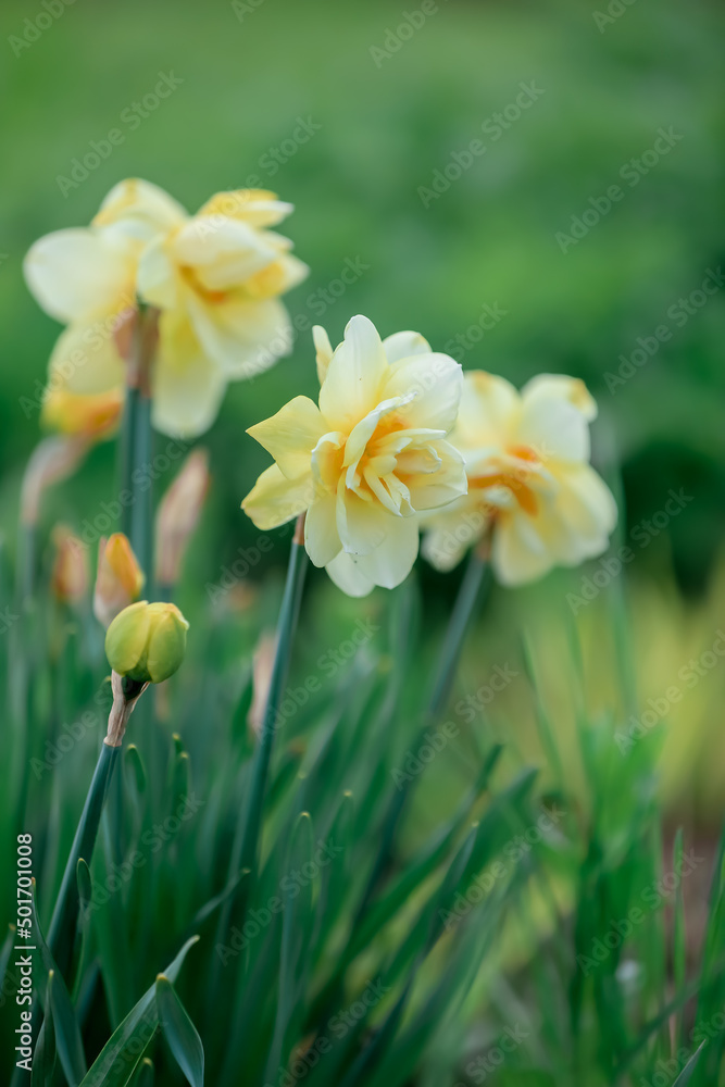 yellow daffodils in the garden yellow daffodils in the garden