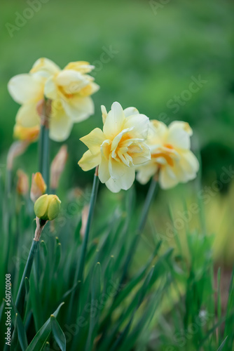 yellow daffodils in the garden