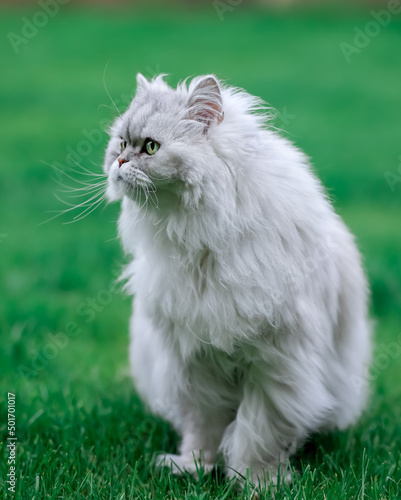 white persian cat