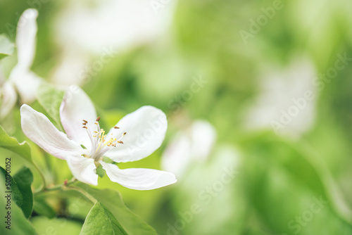 Selective soft focused close up of flowering apple tree branch with white flower on blurred bright green leaves bokeh background. Floral nature spring blossom design  copy space for text overlay. 