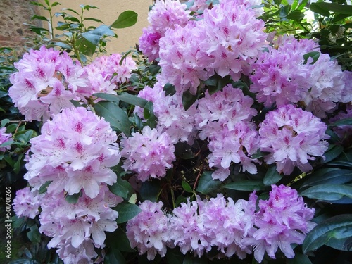 Rhododendron