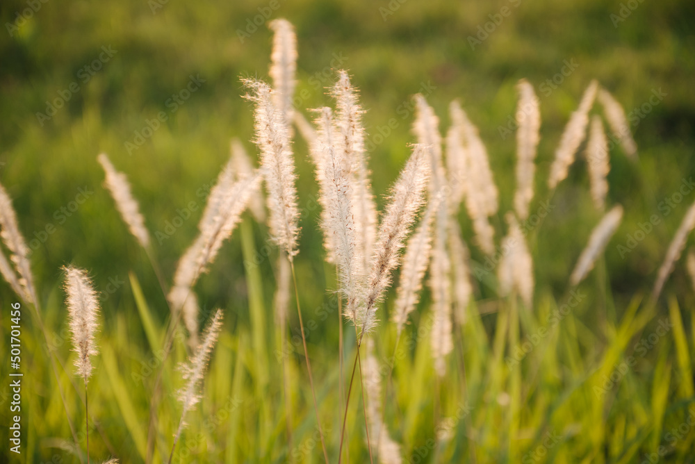 Grass flower with beautiful sunset and soft focus. Grass flower with beautiful sunset and soft focus.
