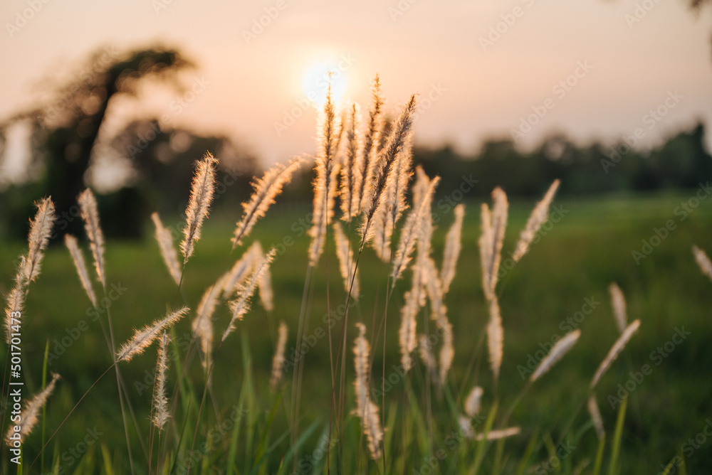 Fototapeta premium Grass flower with beautiful sunset and soft focus.