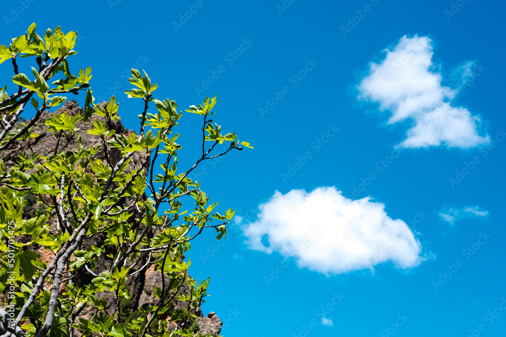 Fig tree with the first green figs of summer, a clear day with a blue sky. Fig tree with the first green figs of summer, a clear day with a blue sky.