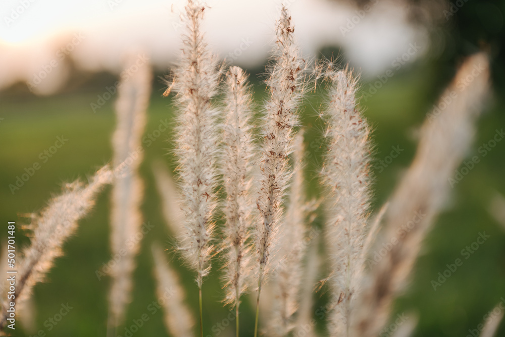Fototapeta premium Grass flower with beautiful sunset and soft focus.