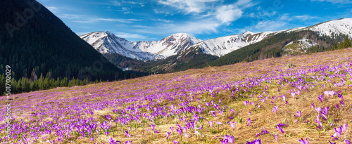 Beautiful spring landscape of mountains with crocus flowers - Tatry mountains - Chocholowska Valley © Piotr Krzeslak