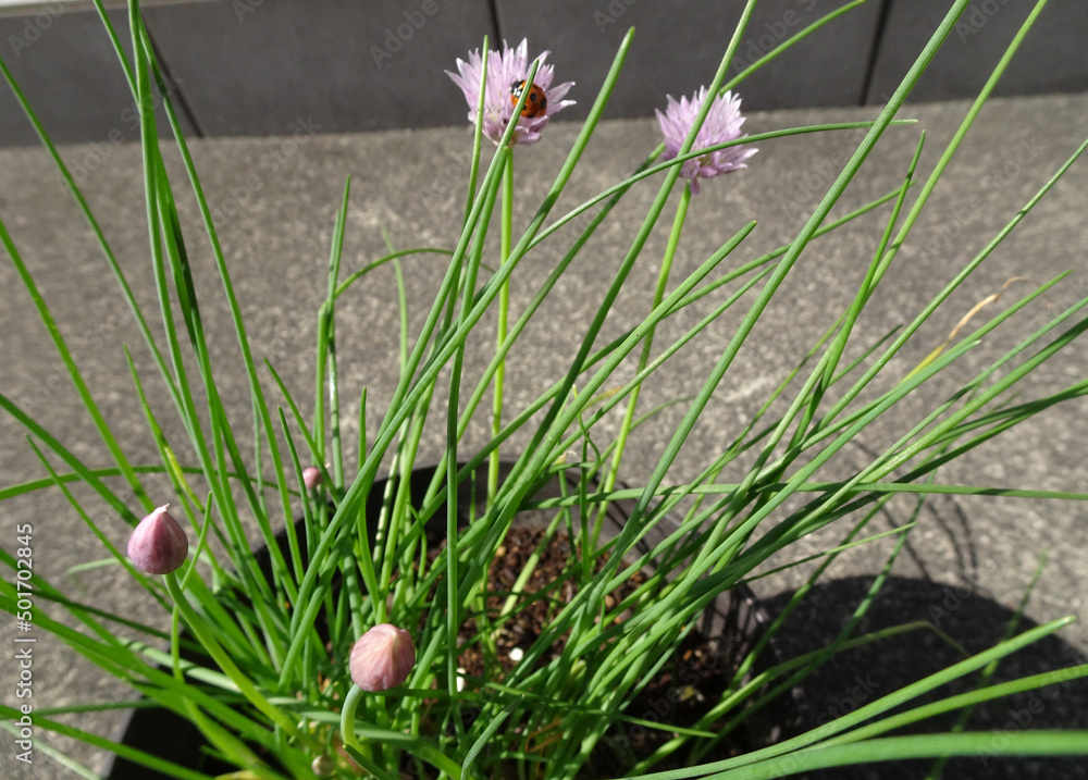 可愛いピンクの花が咲いたハーブのチャイブにてんとう虫がついている写真 Photo Of A Ladybug On A Chive An Herb With Pretty Pink Flowers Stock Photo Adobe Stock
