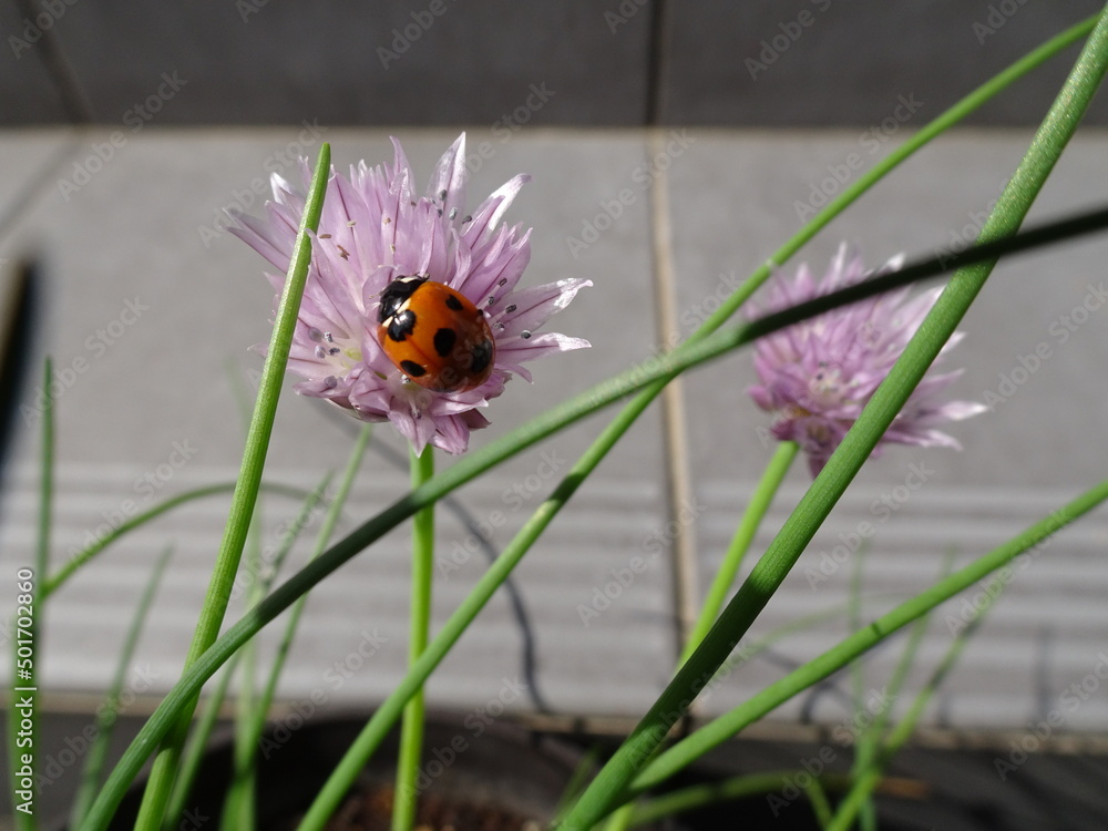 可愛いピンクの花が咲いたハーブのチャイブにてんとう虫がついている写真 Photo Of A Ladybug On A Chive An Herb With Pretty Pink Flowers Stock Photo Adobe Stock