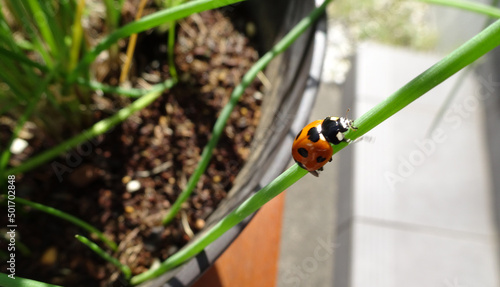 家庭菜園のハーブのチャイブをてんとう虫が登っている可愛い写真