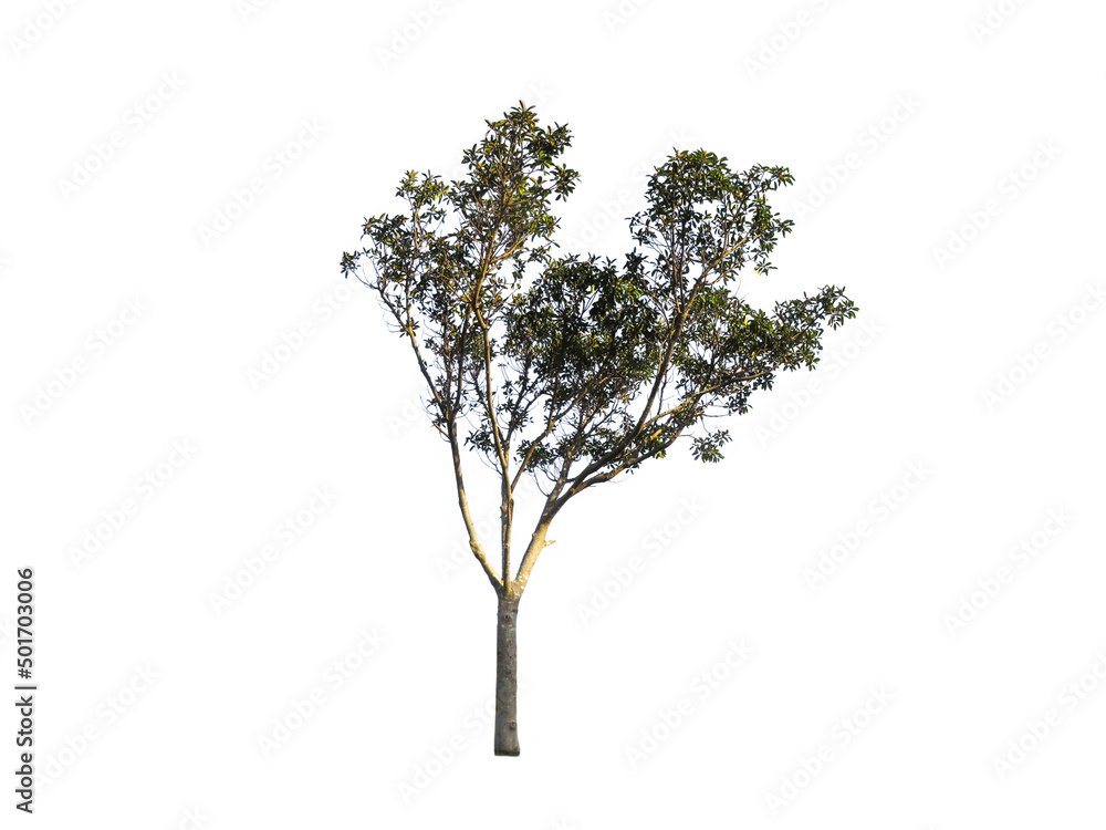 Beautiful shape of green tree isolated on white background. Beautiful shape of green tree isolated on white background.