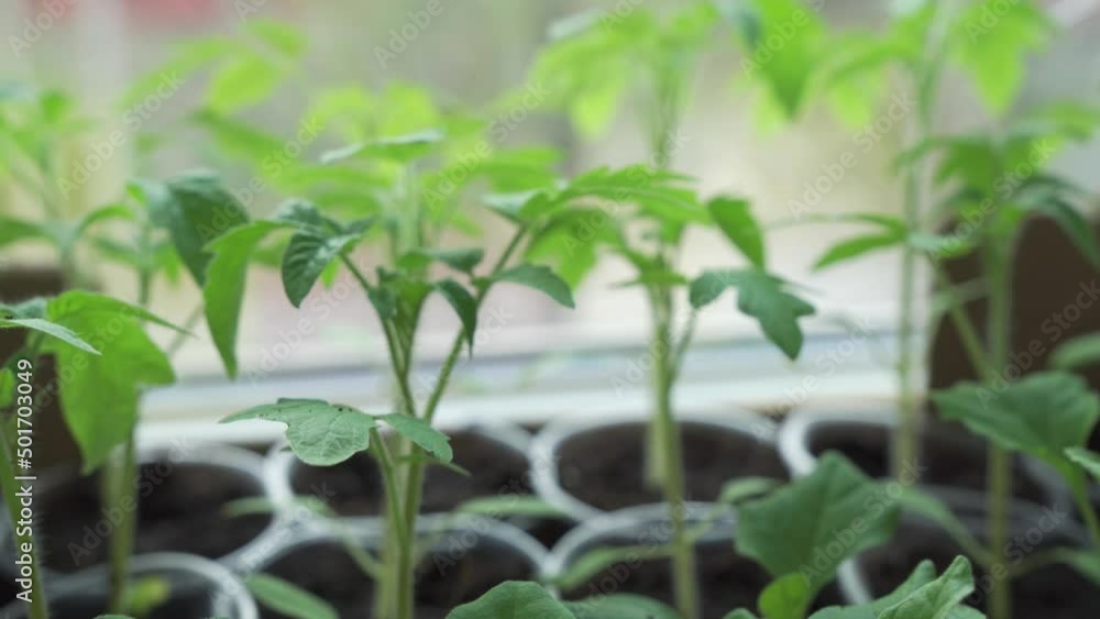 Small green seedlings stand near the window in separate cups Small green seedlings stand near the window in separate cups