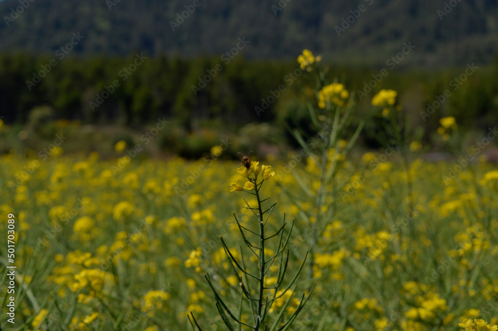 Honey bee sucking flower essence with a view of a mustard flower field